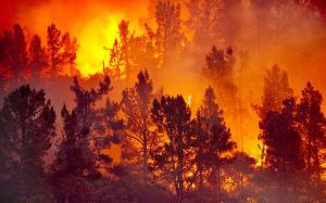 SAR Radar monitoring forest fires